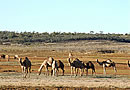 Camels