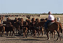 Cattle