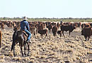 Cattle