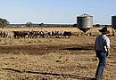 Cattle