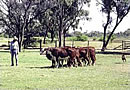 Herding Cattle