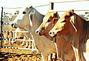 Cattle Herd