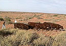 Who put these sandhills here anyway!