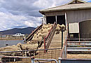 Moving Sheep into Shed